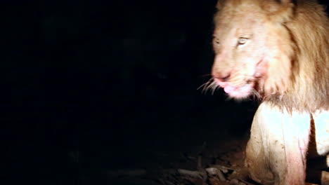 lone nomadic - injured male lion feeds on kill with hyenas around him nipping at his tail