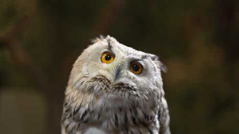Beautiful-white-Eurasian-eagle-owl-looking-up-and-staring-into-the-distance-with-its-big-round-eyes,-close-up