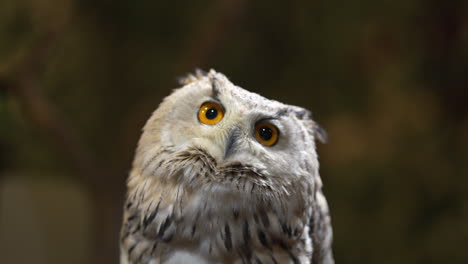 beautiful white eurasian eagle-owl looking up and staring into the distance with its big round eyes, close-up