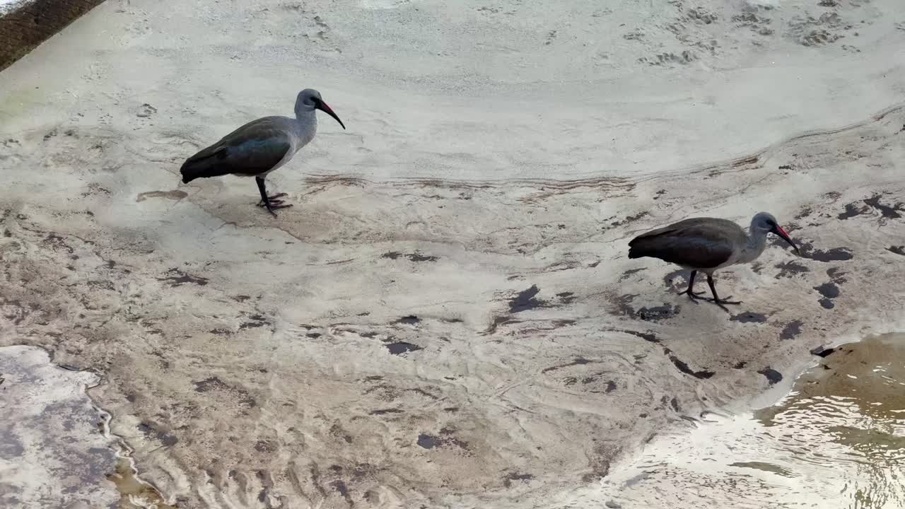 Ibis hunting in the shallows