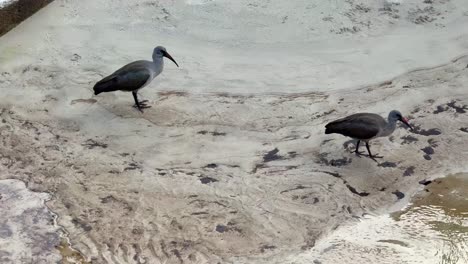 ibis hunting in the shallows