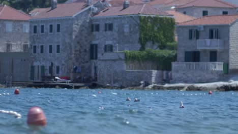 Flocks-of-black-backed-gulls-float-on-the-waters-of-Postira,-Croatia