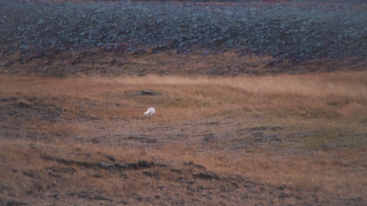 아이슬란드 의 잔디 가 많은 북유럽 풍경 에서  ⁇  털 을 가진 북극 여우 가 트로트 하고 있다