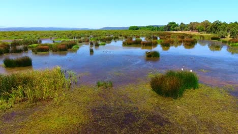passage of migratory birds in the lake of tonga el kala Algeria