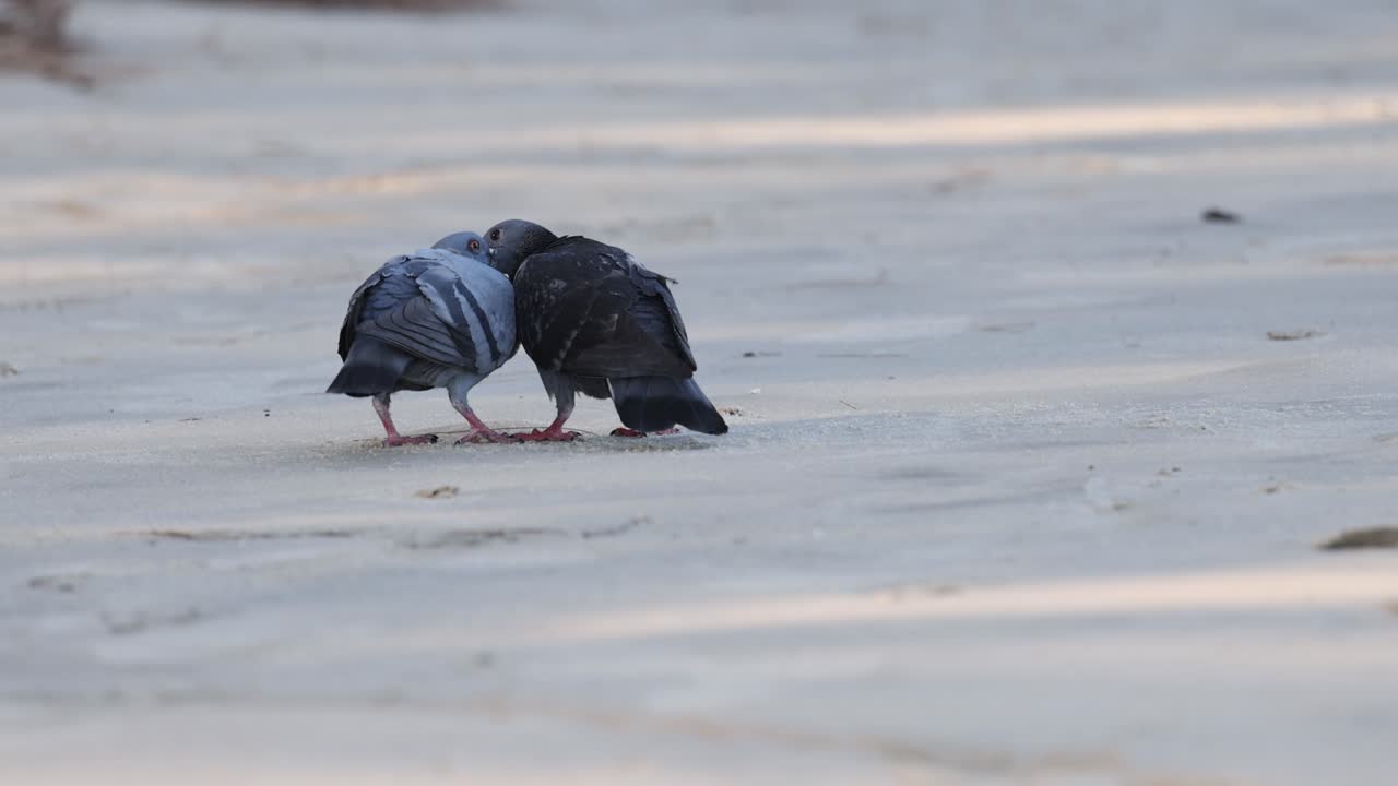 두 마리의 비둘기가 교제 의식에 참여하고 있습니다.
