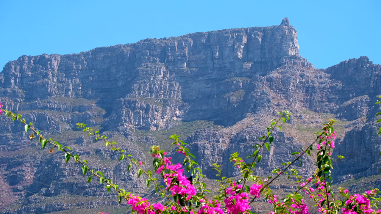 Iconic flat-topped Table Mountain with pink bougainvillea swaying in foreground