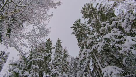 snowing in winter forest, snow covered treetops, dramatic gloomy winter scene