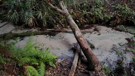 agua de manantial que fluye a través de un bosque verde en un pueblo del sur de florida