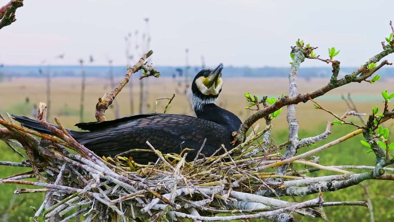 Wild cormorant incubates clutch within treetop colony above open fields