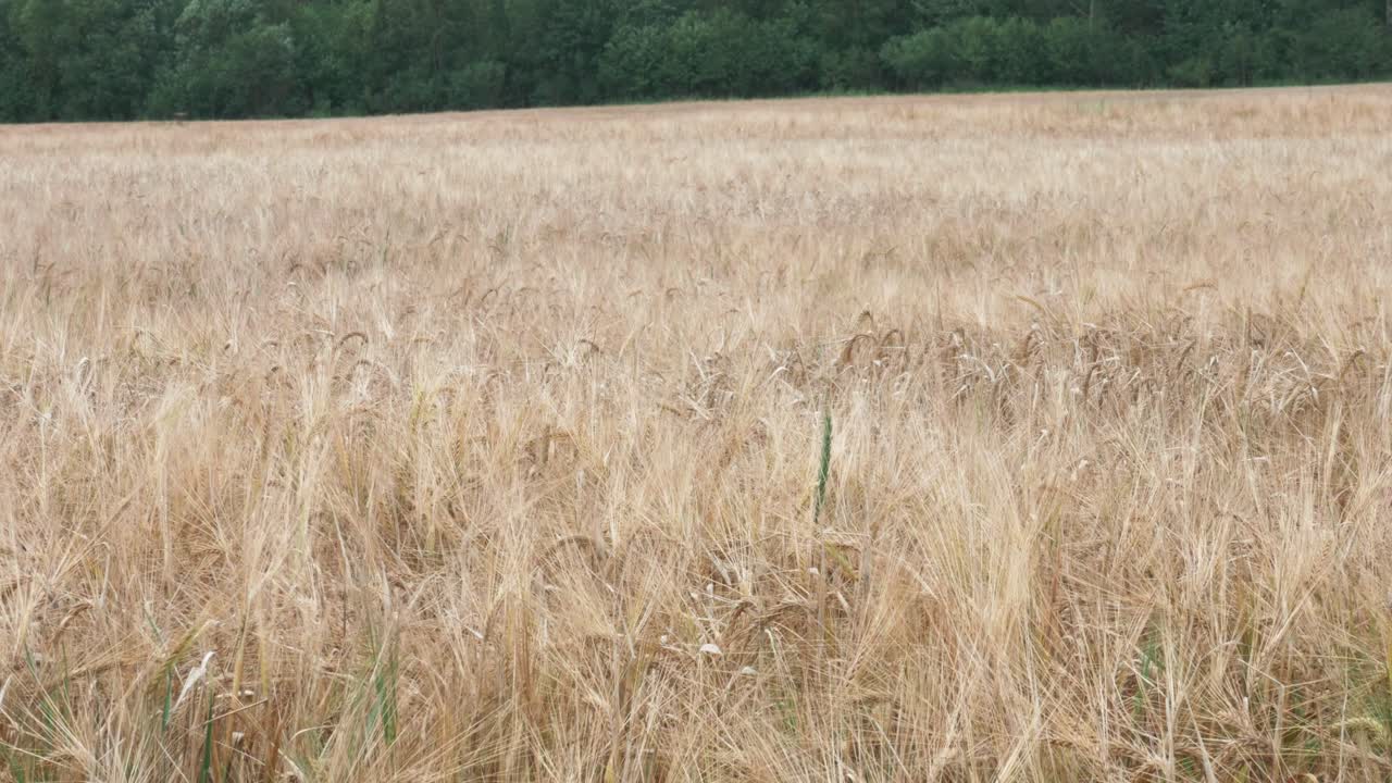 cerca de cultivos bajo el sol que sopla en el viento