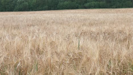 close up of crops in the sun blowing in the wind