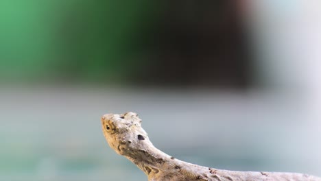 HD-Video-Chamäleonmähne-Kriecht-Auf-Baum