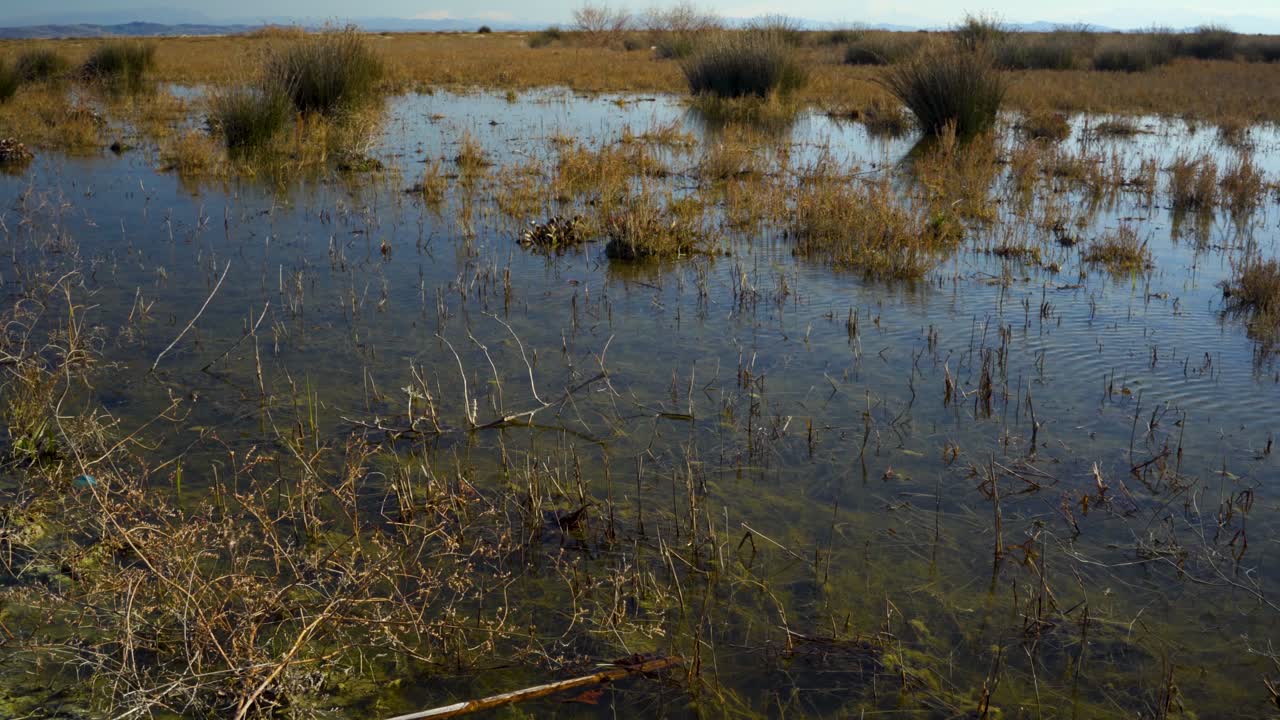 햇빛을 반사하는 연못에 마른 갈색 풀과 덤불이 있는 습지대, 파노라마 샷, 복사 공간