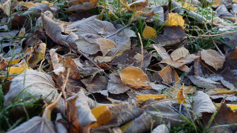 Frost-Auf-Blättern-Und-Gras-Auf-Dem-Boden-Im-Winter