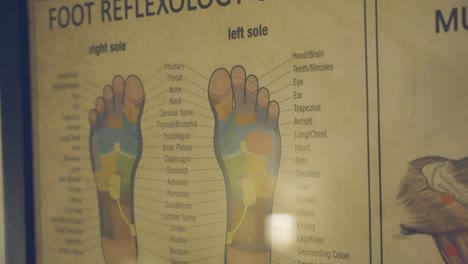 investigating the functions of the human foot by analyzing a diagram