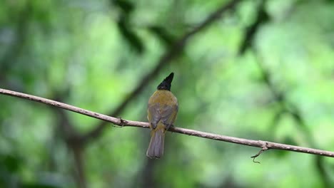 seen from its back looking down then towards the back, black-crested bulbul rubigula flaviventris, thailand