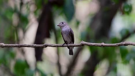 The-Asian-Brown-Flycatcher-is-a-small-passerine-bird-breeding-in-Japan,-Himalayas,-and-Siberia