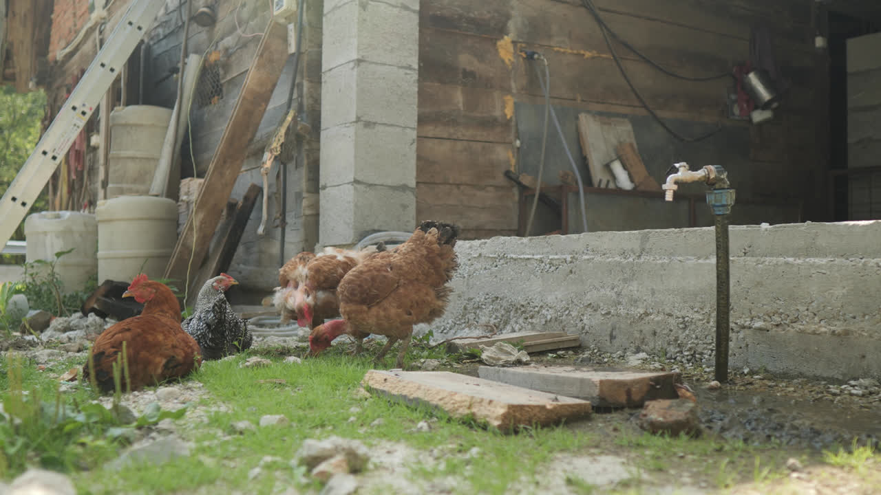 Chickens walking and pecking inside rustic outdoor coop with grass and wire fencing visible
