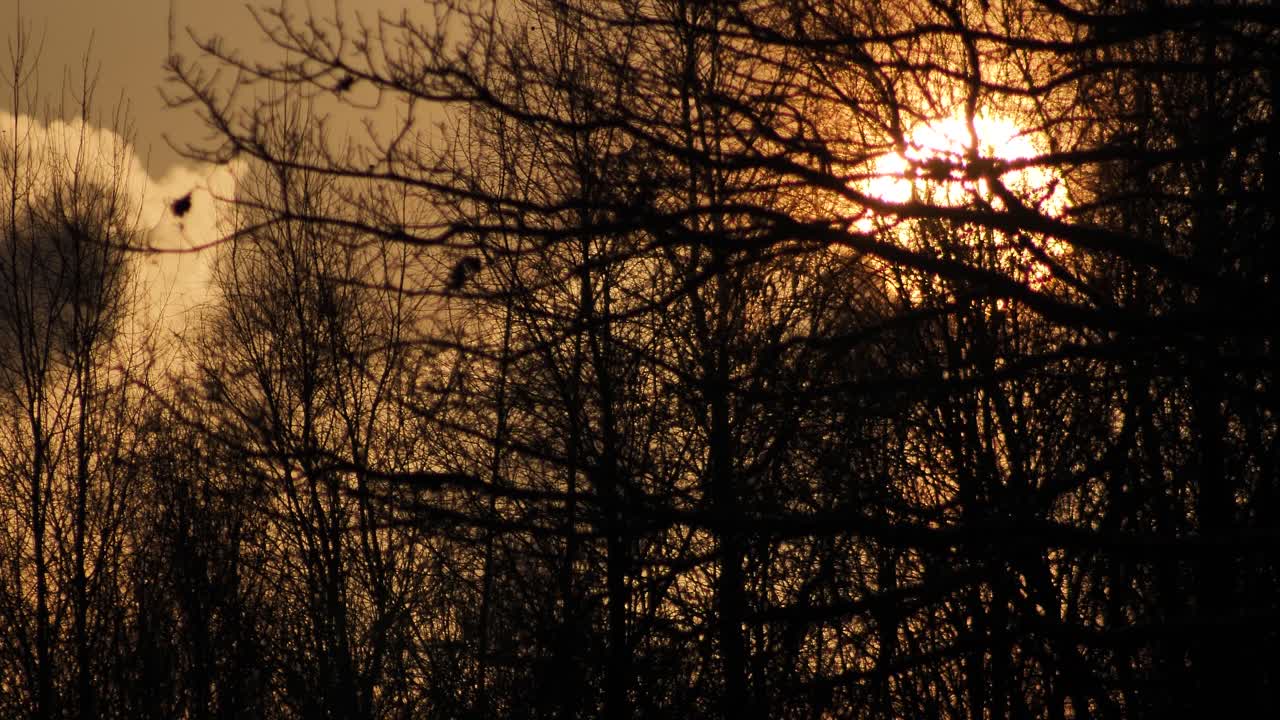 검은 나무 뒤에 일출