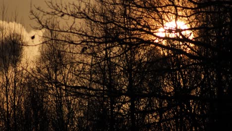 Amanecer-Detrás-De-árboles-Negros