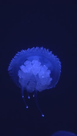 a blue jellyfish floating in the dark water