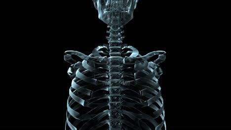 3D-Medical-Animation-Of-A-Human-Skeleton-Rotating-(Loop)-4