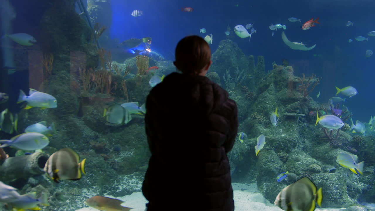 A girl watching an aquarium display featuring colorful fish swimming around coral. The underwater scene showcases a variety of tropical fish gliding through the clear water marine environment