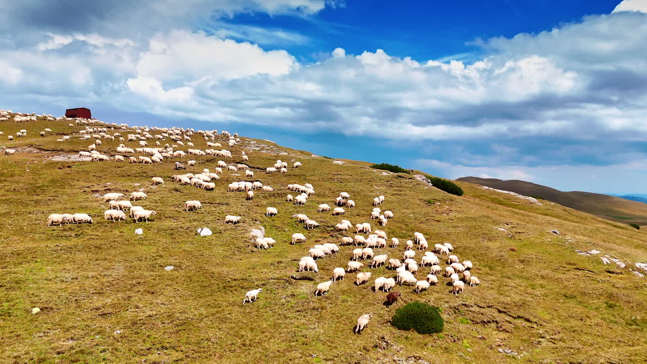 Approaching the green hill covered with grazing livestock. White sheep flock in the mountains. Beautiful cloudscape in the sky at backdrop