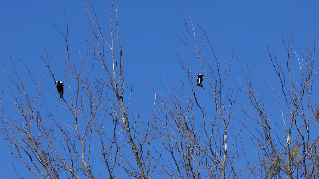 나무 가지 들 사이 에 서서 움직이는 마기