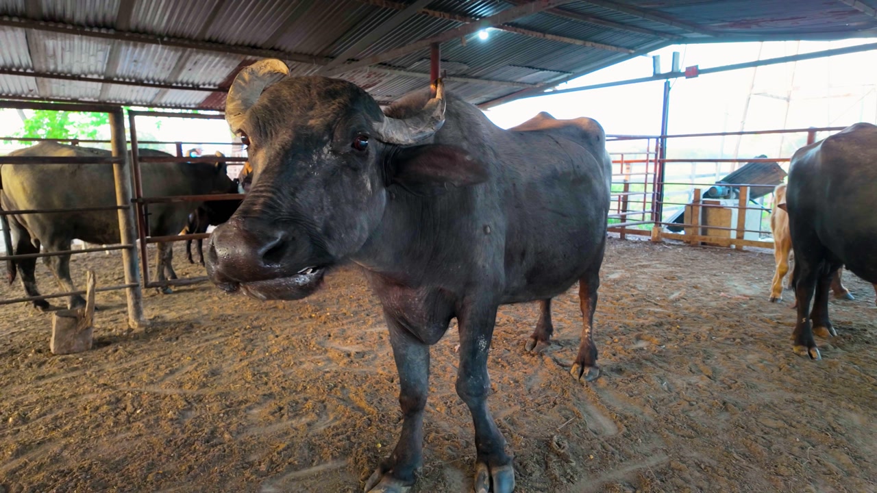 handheld close-up captures the majestic, peaceful expression of a noble buffalo looking directly at the camera