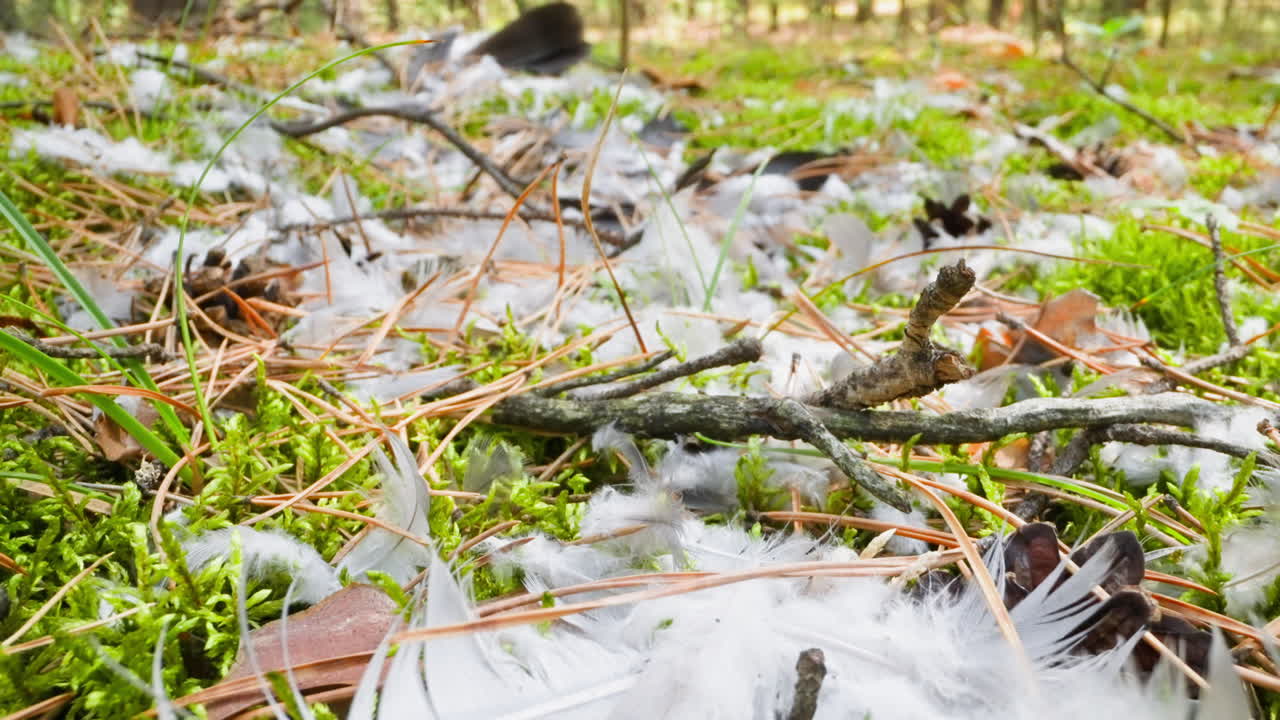 부드러운 새  ⁇ 털, 건조한 바늘, 그리고 울창한 초원에서의 막대기