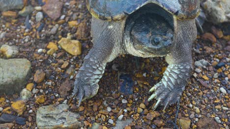 common snapping turtle rasing up in defense