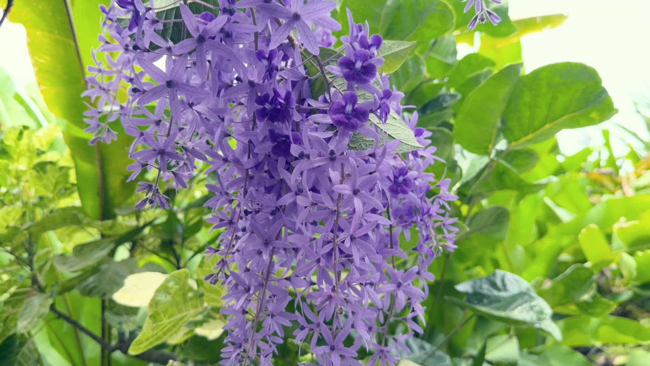 Purple queen's wreath inside the flower exotic garden, Mahe, Seychelles 25fps