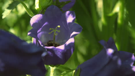 abejas en flores de campana moradas