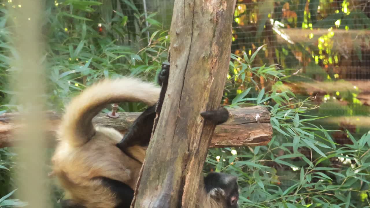 Monkey moving and climbing in zoo enclosure