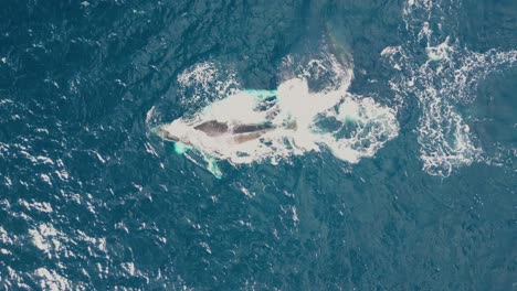 Zwei-Verspielte-Buckelwale-Schwimmen-Zusammen-Und-Schnappen-Am-Meer-Nach-Luft
