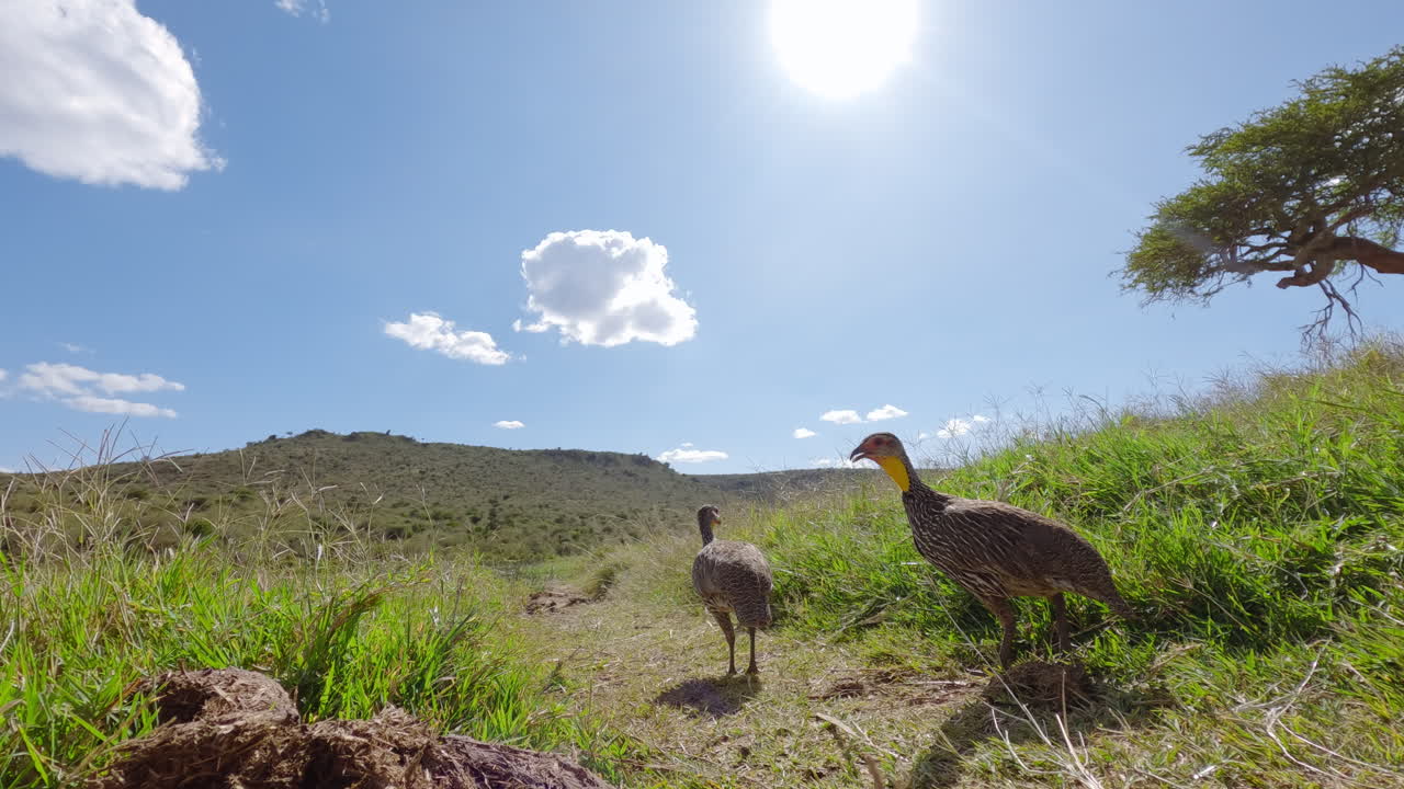 Coppia di francolini dal collo giallo che si allontanano dalla macchina fotografica