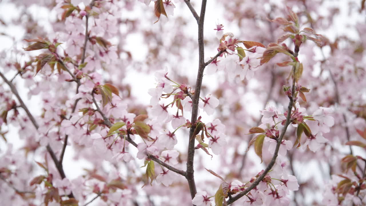 floreciente árbol de sakura pétalos de rosa ondeando en el viento en un día brillante
