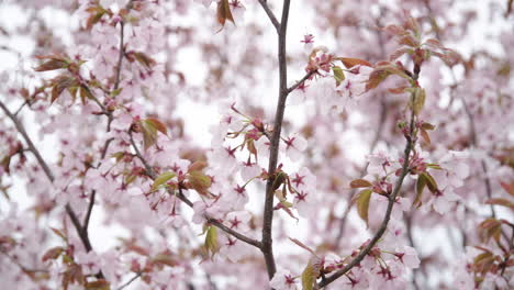 blossoming sakura tree pink petals waving in wind on a bright day