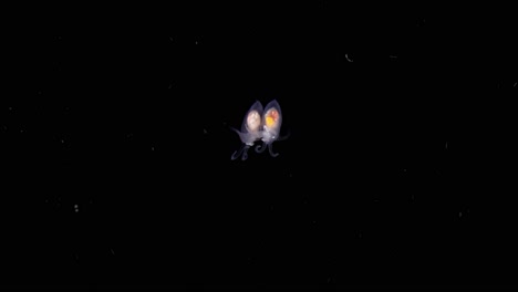 dos pterópodos se aparean en el océano abierto blackwater, anilao, filipinas 60 fps