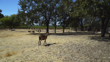 a gimbal shot following a goat walking through its pen at an animal farm sanctuary