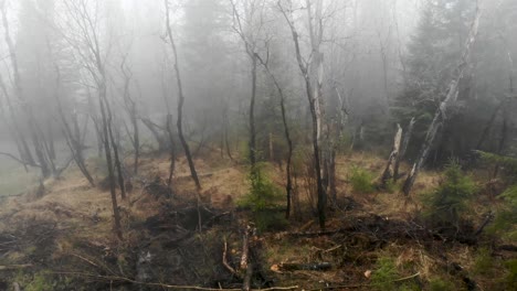 spooky foggy forrest drone pull out