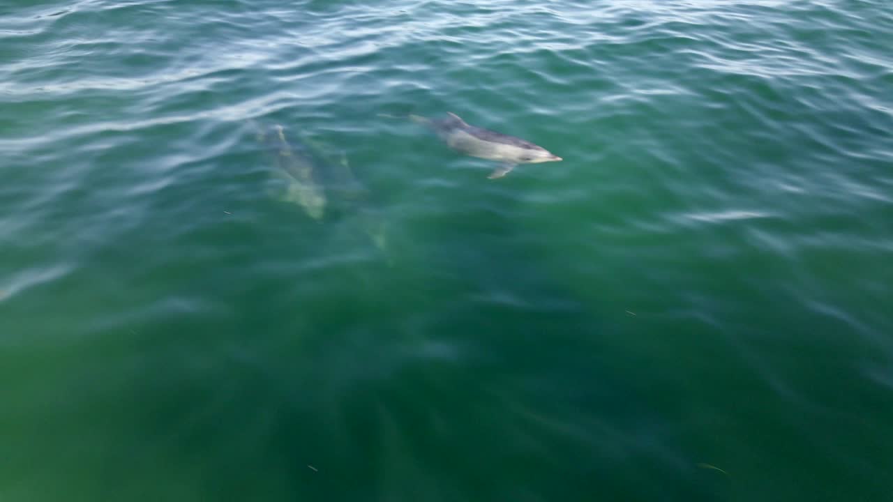 Aerial 4K footage of a pod of bottlenose dolphins swimming by the coast of Santa Barbara, California, USA