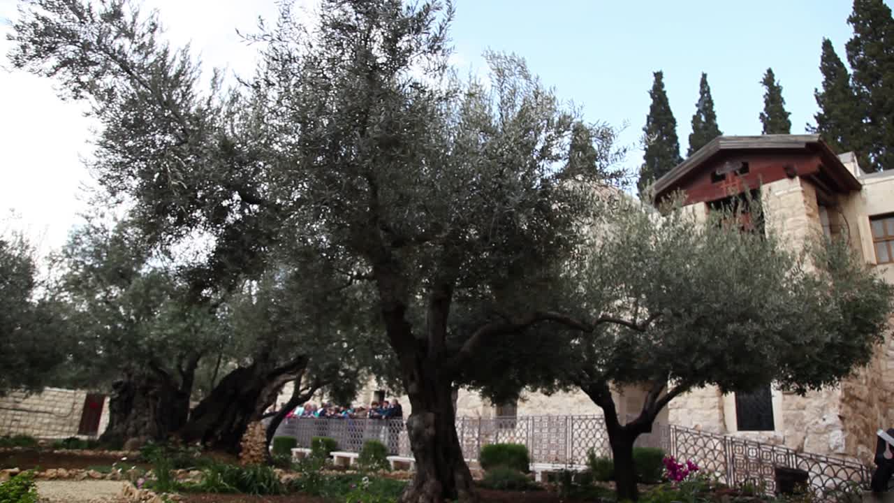 Olivos en el Jardín de Getsemaní, Jerusalén, Israel