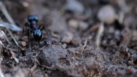 una hormiga soltera está caminando alrededor del nido. imágenes de primer plano.