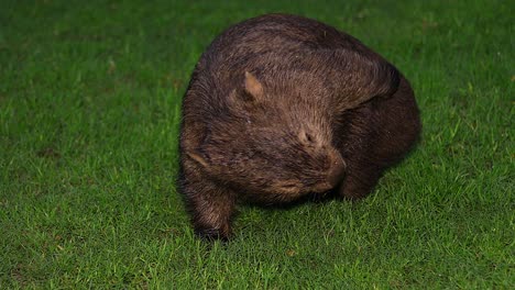 close up of a wombat walking at night in australia 1