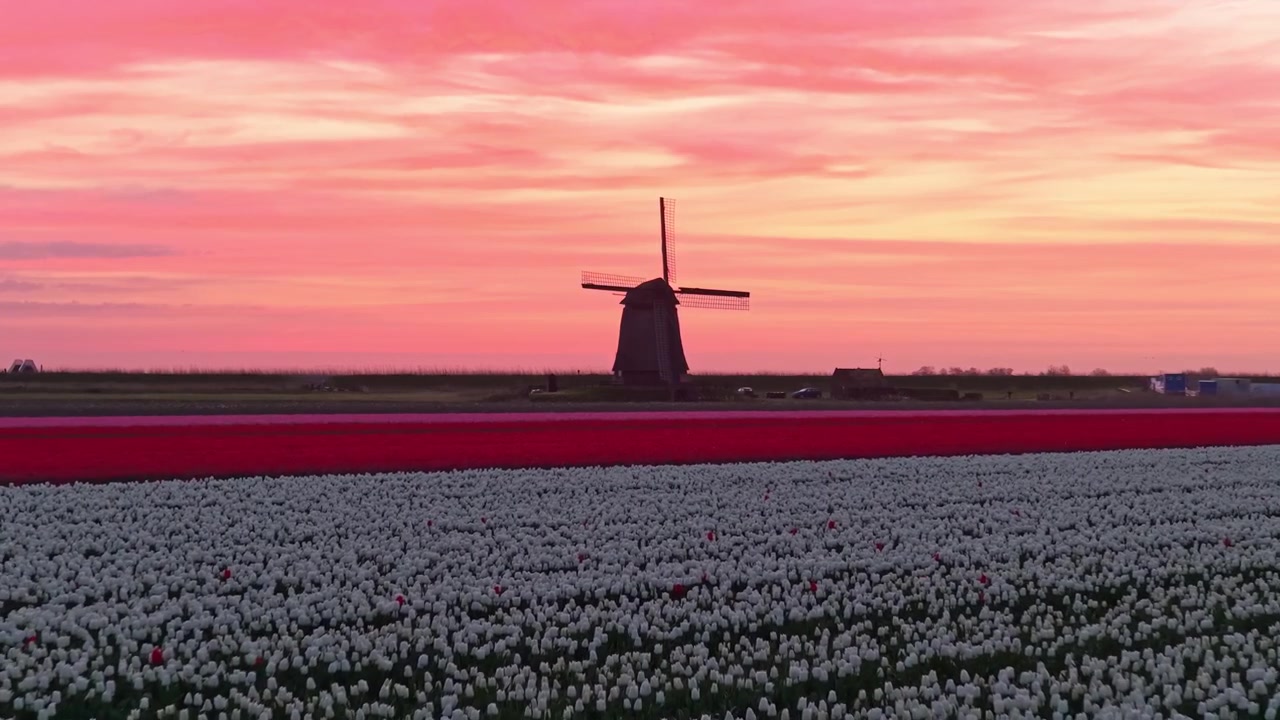 Campi di tulipani vivaci che risplendono sotto un drammatico tramonto rosa nei Paesi Bassi. Un tradizionale mulino a vento olandese si staglia contro il cielo.