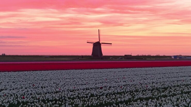 Campi di tulipani vivaci che risplendono sotto un drammatico tramonto rosa nei Paesi Bassi. Un tradizionale mulino a vento olandese si staglia contro il cielo.