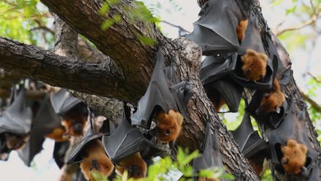 lyle’s flying foxes, pteropus lyleior, roosting during the day while they fan their bodies with their wings constantly to cool themselves as they rest, in slow motion