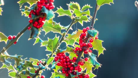 back lite winter scene showing bright red holly berries and glowing green leaves